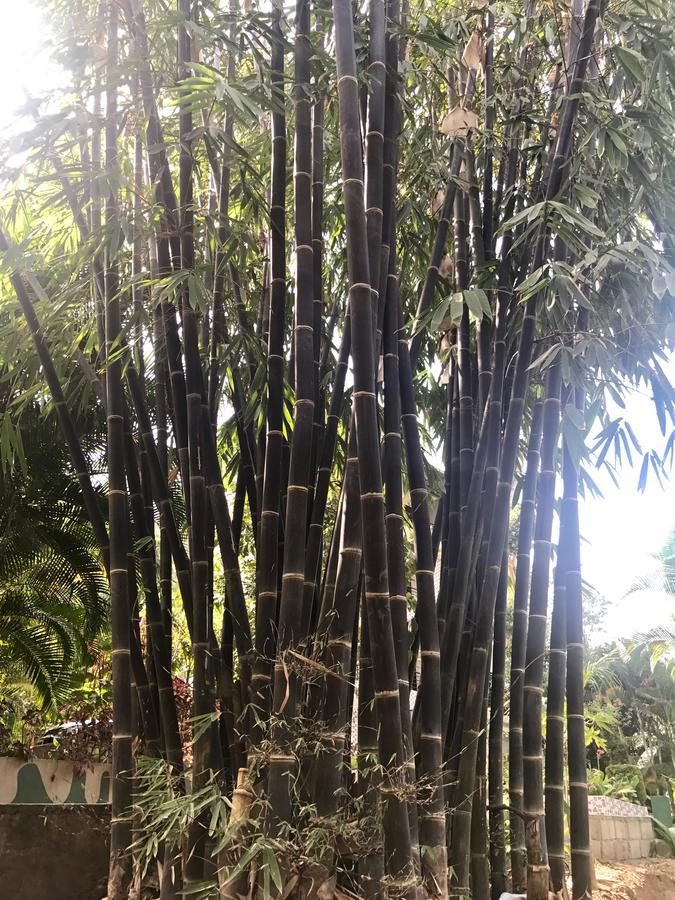 Coorg Jungle Camp Resort Suntikoppa エクステリア 写真